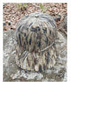 Do It Yourself Hunter Camo Caps, Solid Camo - DO IT YOURSELF HUNTER