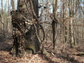 YOUTH Leafy Suit Do It Yourself Camo - DO IT YOURSELF HUNTER